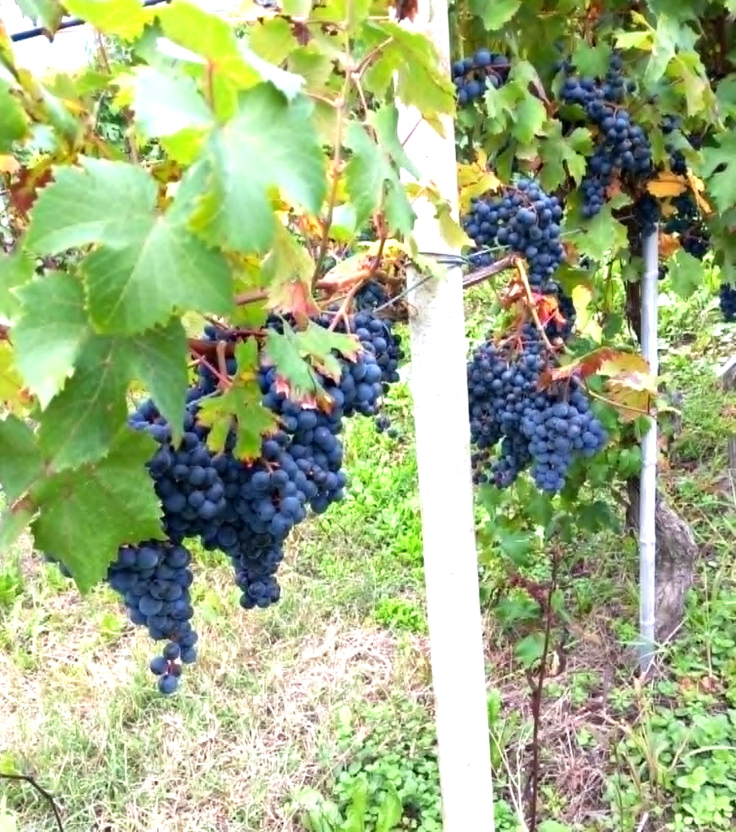 UVA 
